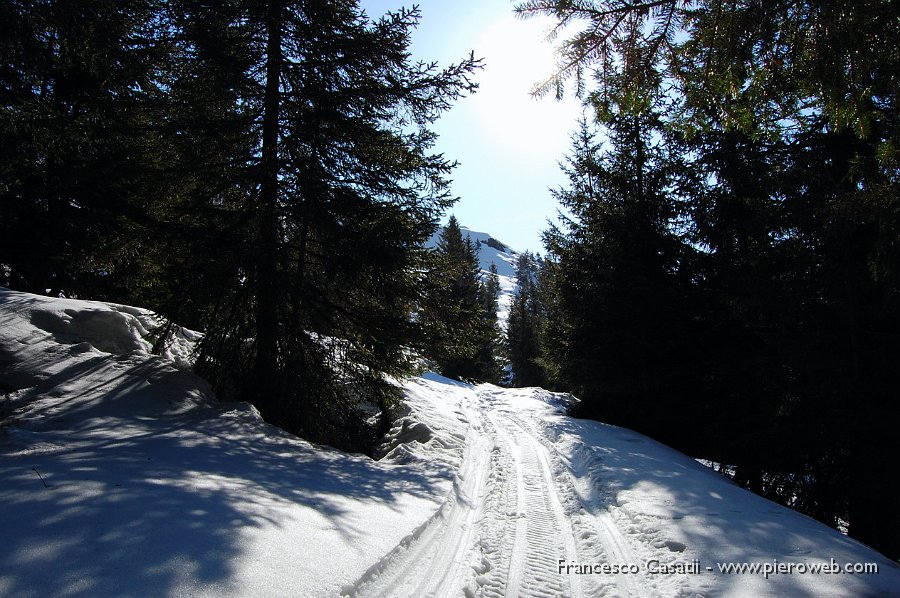 02 Verso la fine del bosco.JPG